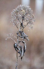 Ice on branches