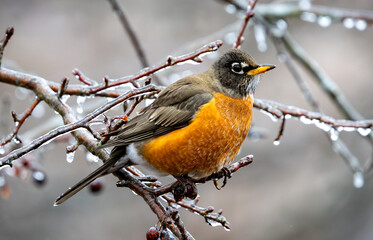 Ice robin on branch