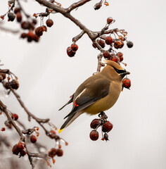Cedar waxwing on a icy branch