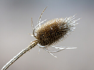 Ice on dry thistle flower
