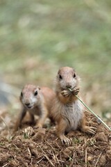 可愛い二匹のプレーリードッグの赤ちゃん