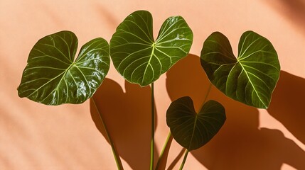 Vibrant Green Anthurium Plants Leaves Sunlight Shadow Minimalist Botanical Background