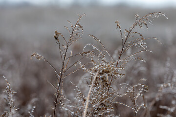 Ice on grass