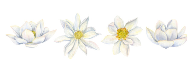 Delicate white lotus flowers in watercolor style set illustration isolated background. Water lilies clip art for wellness products, meditation, yoga branding, wedding invitations, greeting cards