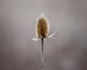 Ice on thistle