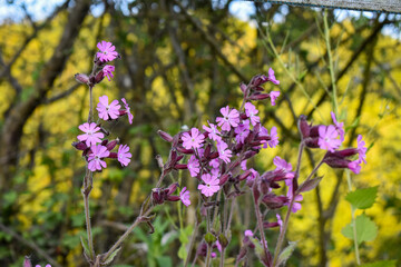 Belles fleurs roses de silènes un soir de printemps au coucher de soleil