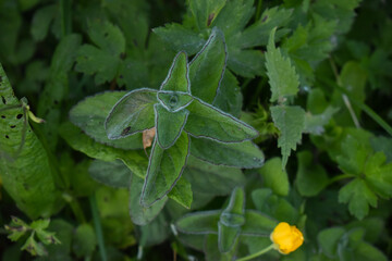 Plant de menthe aquatique (Mentha aquatica) au bord d'un ruisseau dans une prairie