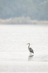 Great Blue Heron standing in water near Chincoteague Island, Virginia