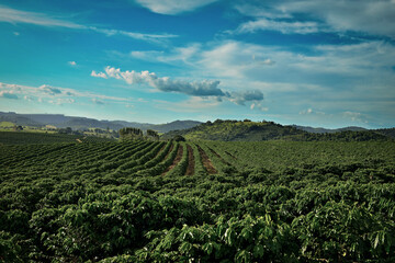 Plantação de café com céu azul , cafezal