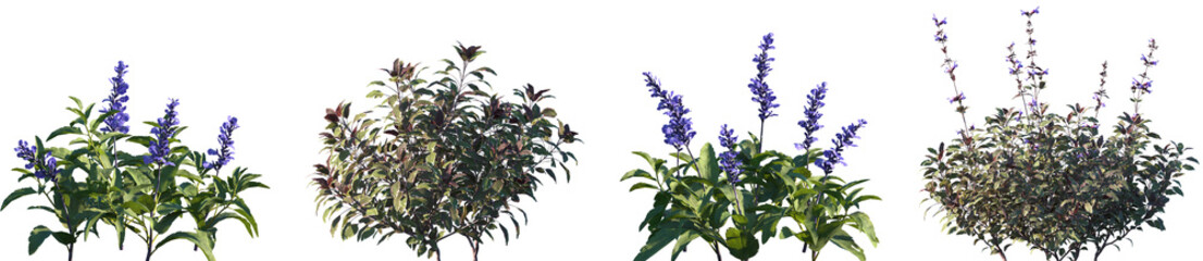 Set of 6 Salvia farinacea and Salvia officinalis tricolor frontal isolated png on a transparent background perfectly cutout high resolution
