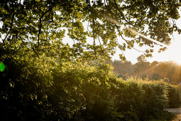 Magnifique rayons de soleil à travers les arbres au dessus de la haie. Scène bucolique et lumineuse au coucher de soleil