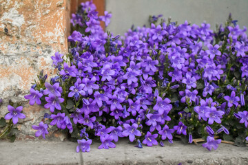 Belles fleurs mauve / violet de campanules ayant poussé sous la fenêtre dans une ferme ancienne