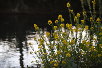 Barbarées - fleurs jaunes au bord de la rivière