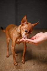Miniature toy terrier dog eats treat from woman's hands. Dog training concept, owner rewarding pet with dry food from hands for good behavior.