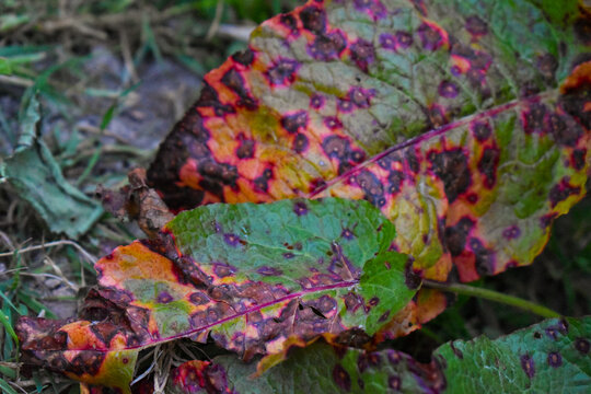 Feuille de rumex malade avec des t&acirc;ches rouges, probablement provoqu&eacute;es par la ramulariose ou la rouille du rumex