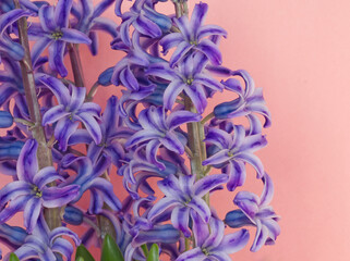 Pink layout of purple hyacinth flowers. Purple hyacinth on pink background. Pink aesthetic. Bouquet...