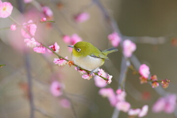 A white-eyes bird on a plum branch