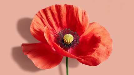 Red poppy flower with a yellow center. The flower is the main focus of the image and is surrounded by a pink background. The flower's bright colors and delicate petals create a sense of beauty