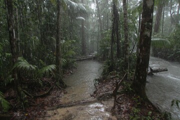 Fototapeta premium Rain-Drenched Tropical Forest Trail with Lush Greenery
