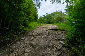 Trail leads through dense forest with rocky surface, surrounded by vibrant greenery. Hills visible...