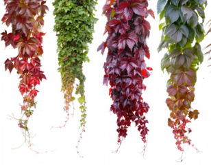 Vertical Ivy Vine PNG Collection Colorful Hanging Creepers with Green and Red Leaves