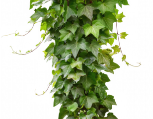 Bright Green Ivy Creeper PNG Lush Shiny Leafy Plant in Dense Vertical Format
