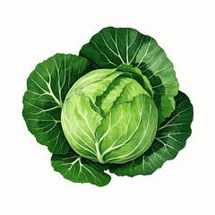 Obraz premium Cabbage Globe & Watercolor Flow cabbage isolated vector illustration svg