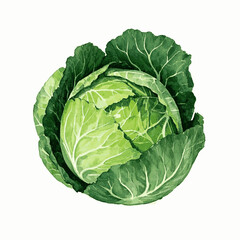 Layered Verdance in Wash cabbage isolated watercolor vector illustration svg