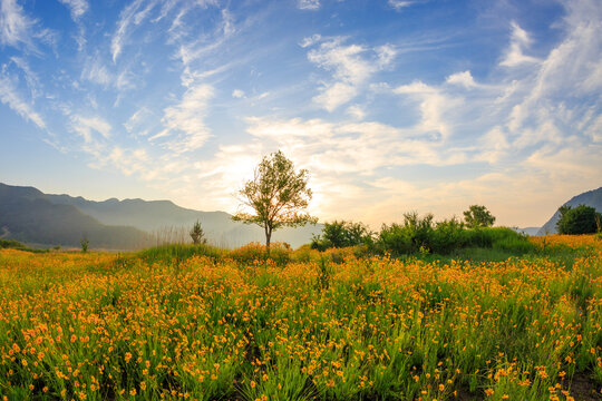 Golden coreopsis flower field with a lone tree at sunset creating a peaceful summer landscape