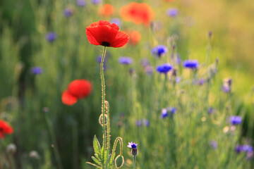 Red poppies, cornflowers, baby bad breath, gypsum pila flower d blooming scenery