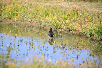 Common Moorhen Foraging in Shallow Water, Long Valley, Hong Kong