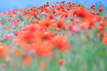 Red poppies, cornflowers, baby bad breath, gypsum pila flower d blooming scenery