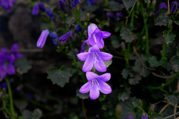 Fleurs de campanules mauve