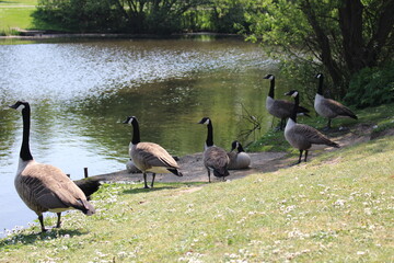 Fototapeta premium canadian geese on the river