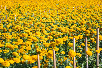 Marigold garden, natural background orange, pink, red, yellow marigolds in the flower garden. A flower garden with beautiful colorful flowers at Pannawat Meditation Center, Hod District, Chiang Mai