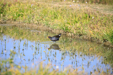 Common Moorhen Foraging in Shallow Water, Long Valley, Hong Kong
