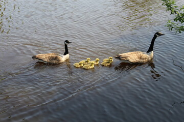 canada goose family