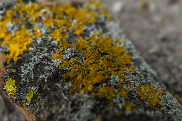 Lichen sur une écorce, probablement xanthorie des murailles, xanthoria parietina