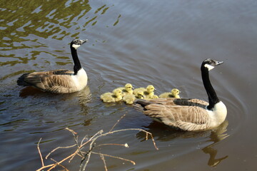 canada goose family