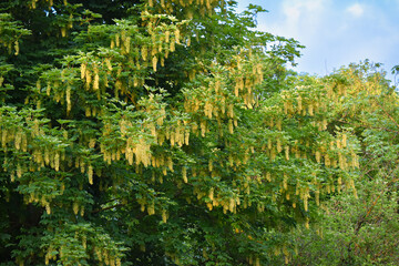 Branches d'érable sycomore (acer pseudoplatanus) en graines, couverts de grappes d'hélices