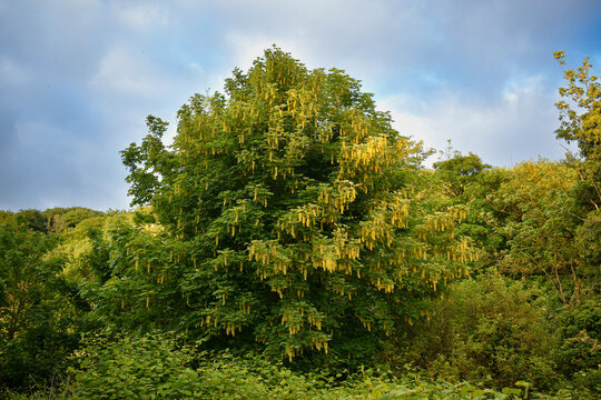 Erable sycomore (Acer pseudoplatanus) en graines dans une for&ecirc;t dense