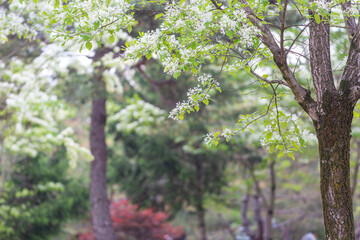 white Fringe flower under blue sky and the sunlight. Korean white Fringe trees along the street. snow flower,