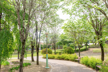 white Fringe flower under blue sky and the sunlight. Korean white Fringe trees along the street....