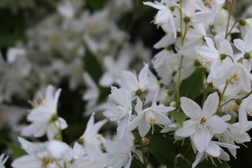 white spring flowers
