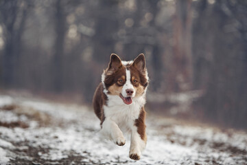 Brown Australian Shepherd Aussie dog walking in the woods on a winter day. Content for a website, pet products, articles, embroidery, puzzle.