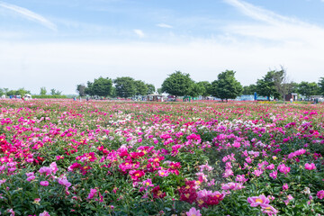 Obraz premium Spring scenery of riverside fields full of various peony flowers.