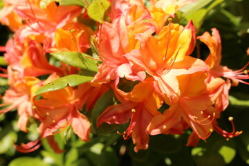 rhododendron flower