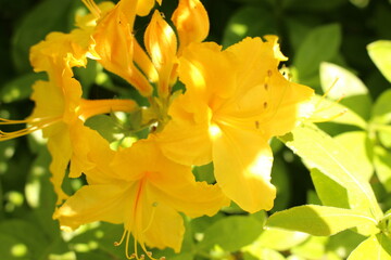 yellow rhododendron flower