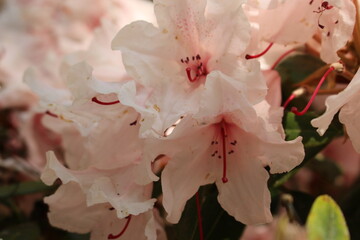 pink rhododendron flower