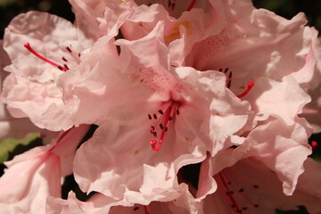 pink rhododendron flower